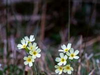 Zwei Schlüsselblumen